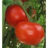 Tomato, Jet Star Tomato Seeds 75 seed pack ,ORGANIC, USA PRODUCT. PACKED BY JACOBS LADDER ENT.