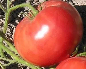 Tomato Seeds German Queen "Luscious, sweet beefsteak", 25 seed pack ,ORGANIC, USA PRODUCT. PACKED BY JACOBS LADDER ENT. (25)