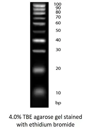 10 bp DNA Ladder