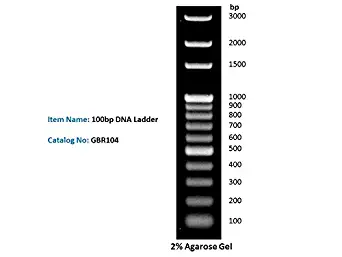 100bp DNA Ladder DNA Marker for DNA RNA Agarose Gel Electrophoresis, 1ml/Vial, 200x loads