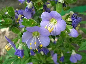 HOT!! - 100 Blue Pearl Polemonium Jacobs Ladder Flower Seeds