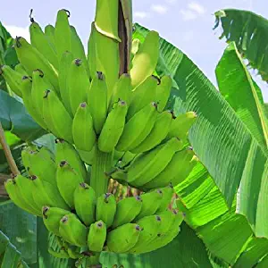 Plantain Banana Plants Fruit Dwarf Puerto Rican Four (4) Plant 2" Pot Garden Yard