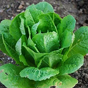 Lettuce Romaine Parris Island Cos ► Certified Organic Heirloom Seeds (200+ Seeds) ◄ by PowerGrow Systems