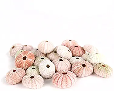 CYS EXCEL 25 Pieces sea Urchin Shell Pink Color Urchin Shells Size 1.25"-2" Perfect Accents Nautical Décor, Home Decor, Beach Theme Party Wedding Decoration (Sea Urchin Pink)