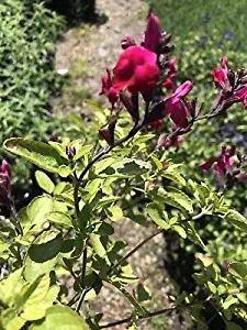 1 Red Salvia greggii Radio Red Meadow Sage 1g Pot Hummingbird Butterfly Live Plant #TND478