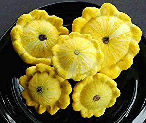 10 Golden Yellow Bush Scallop Squash (Patty Pan/Paty Pan/Squanter Squash) Summer Cucurbita Pepo Vegetable (KKZ) Seeds