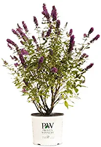 Proven Winners Miss Molly Butterfly Bush - Buddleia Miss Molly - 3 Gallon