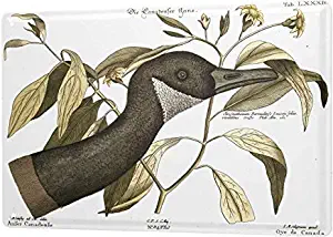 PANCJMAKA Ravtive Vet Practice Canada Goose Vintage Art Beautiful Traditional Tin Label 12 8 Advertising Wall Decoration Gift