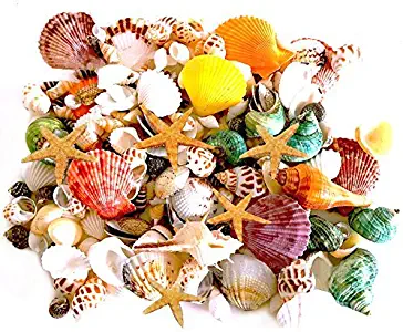 135 PCS Mini Sea Shells Mixed Beach Seashells Starfish, Colorful Natural Seashells Perfect Accents for Candle Making, Home Decoration, Beach Theme Party Wedding Décor, Fish Tank and Vase Filler