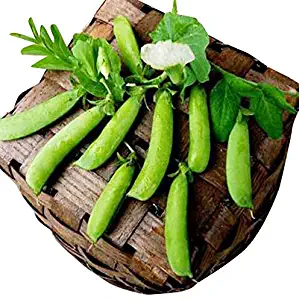 50 Sugar Ann Snap Pea Heirloom Seeds - Non GMO - Neonicotinoid-Free